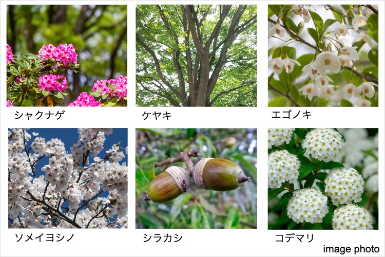 シティテラスさいたま新都心の植栽